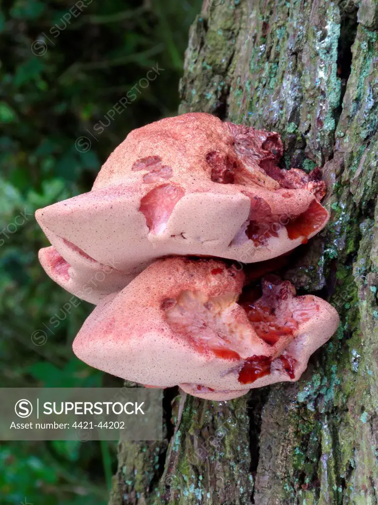 Beefsteak Fungus (Fistulina hepatica) fruiting bodies, growing on oak tree trunk,  Leicestershire, England, September