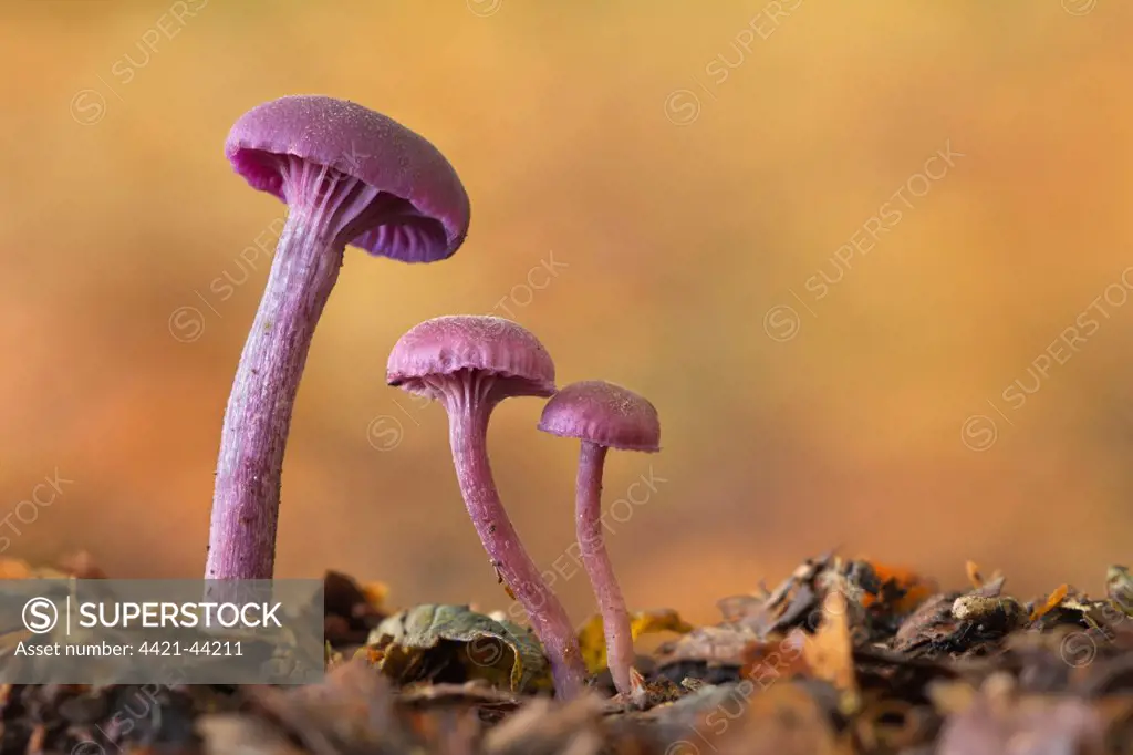 Amethyst Deceiver (Laccaria amethystina) fruiting bodies, growing amongst leaf litter on woodland floor, Leicestershire, England, October