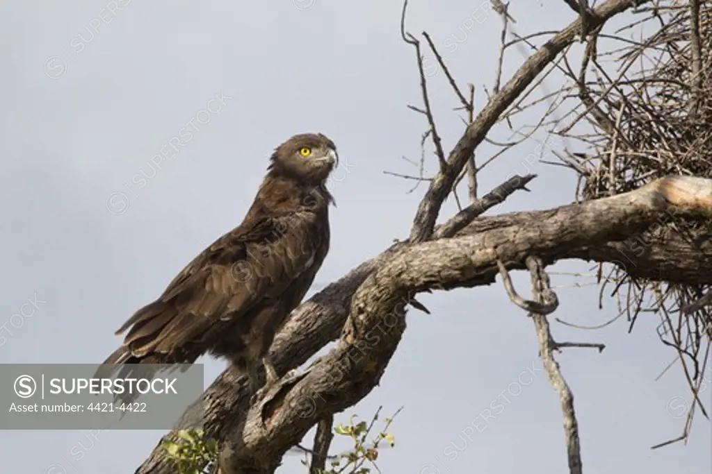 Brown Snake-eagle (Circaetus cinereus) adult, perched on branch beside buffalo-weaver nest, Okavango Delta, Botswana