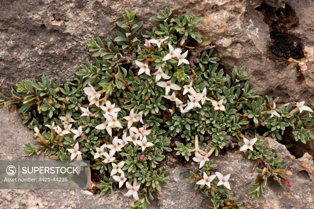 Jasmine Daphne (Daphne jasminea) flowering, growing on limestone rocks, Delphi, Greece, April