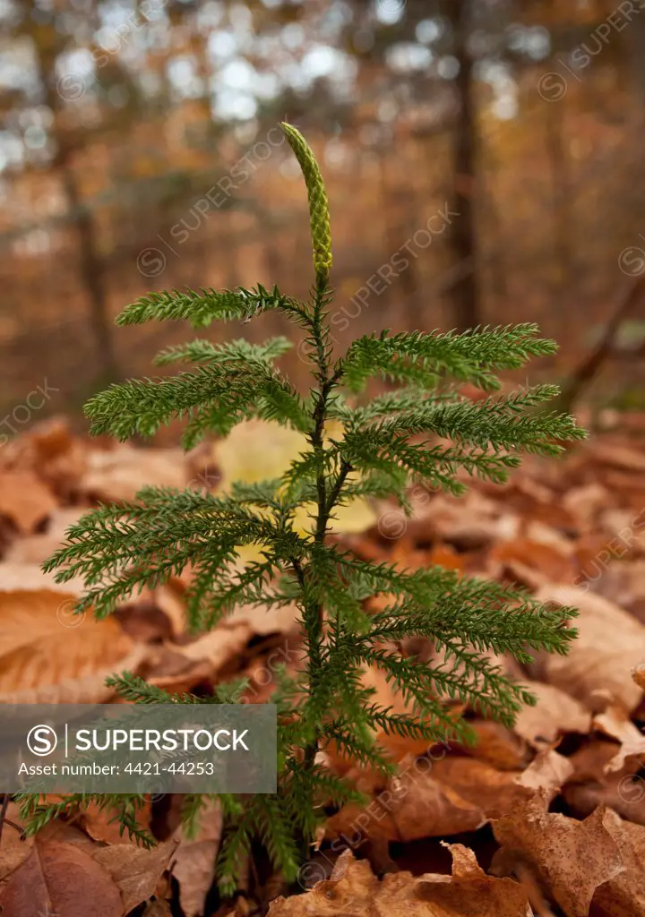 Blue Ground-cedar (Lycopodium tristachyum) growing in woodland, Adirondack Mountains, New York State, U.S.A., October