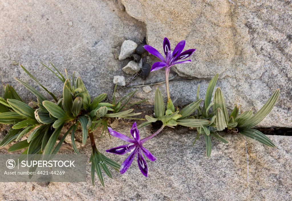 Baboon-root (Babiana framesii) flowering, growing amongst rocks, Nieuwoudtville Reserve, Northern Cape Province, South Africa, August