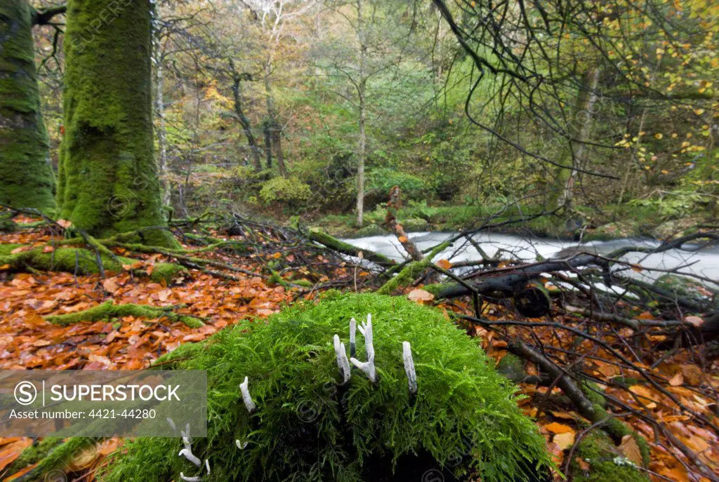 Candle-snuff Fungus (Xylaria hypoxylon) fruiting bodies, growing on moss covered log in woodland habitat near river, River Lyn, Exmoor N.P., Devon, England, November