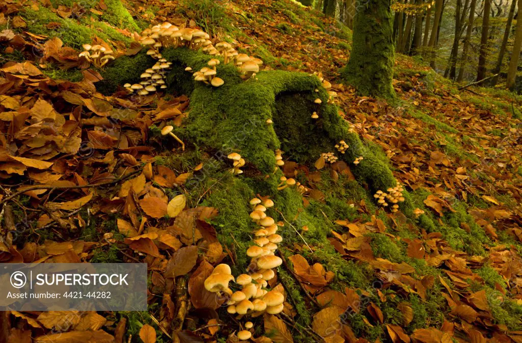 Sulphur Tuft Fungi (Hypholoma fasciculare) fruiting bodies, mass growing on moss covered on beech stump in woodland habitat, Exmoor N.P., Devon, England, November