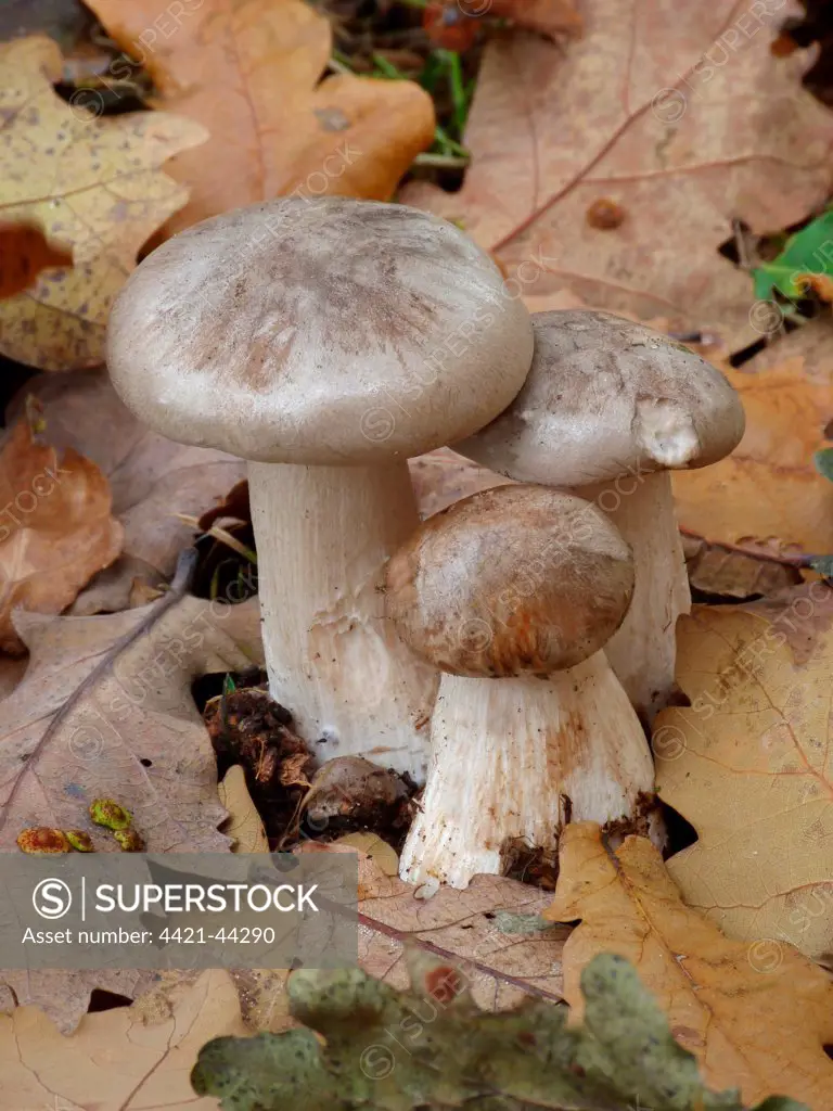 Soap-scented Tricholoma (Tricholoma saponaceum) fruiting bodies, growing amongst fallen leaves in woodland, Leicestershire, England, September