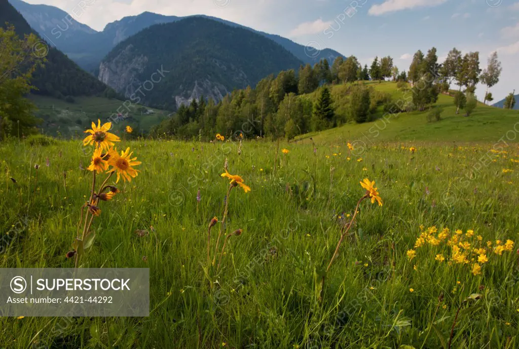 Arnica (Arnica montana) flowering, growing in mountain pasture habitat, Romania, June