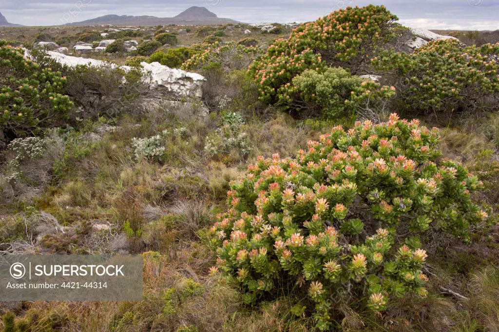 Common Pagoda (Mimetes cucullatus) flowering, in fynbos habitat, Table Mountain N.P., Western Cape Province, South Africa, August