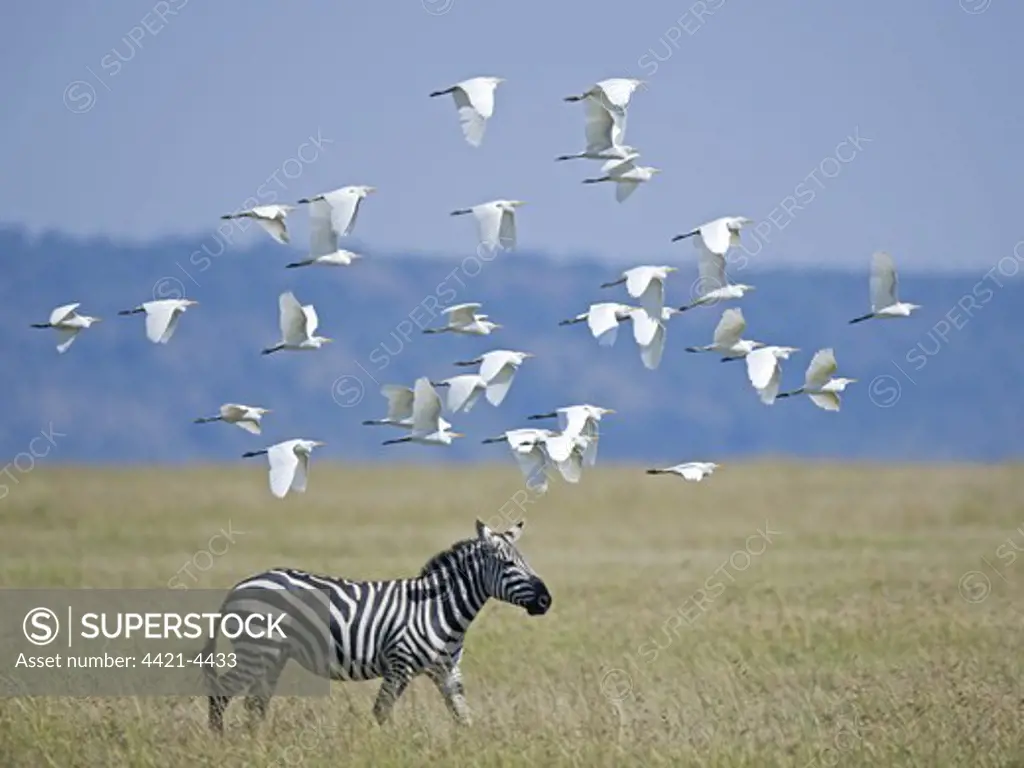 Cattle Egret (Bubulcus ibis) flock, in flight over Common Zebra (Equus quagga), Masai Mara, Kenya