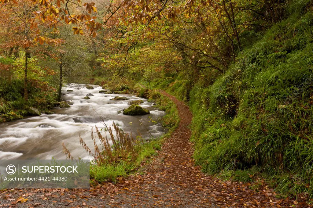 Path and rapids on river flowing through woodland habitat, River West Lyn, above Watersmeet, Exmoor N.P., Devon, England, November