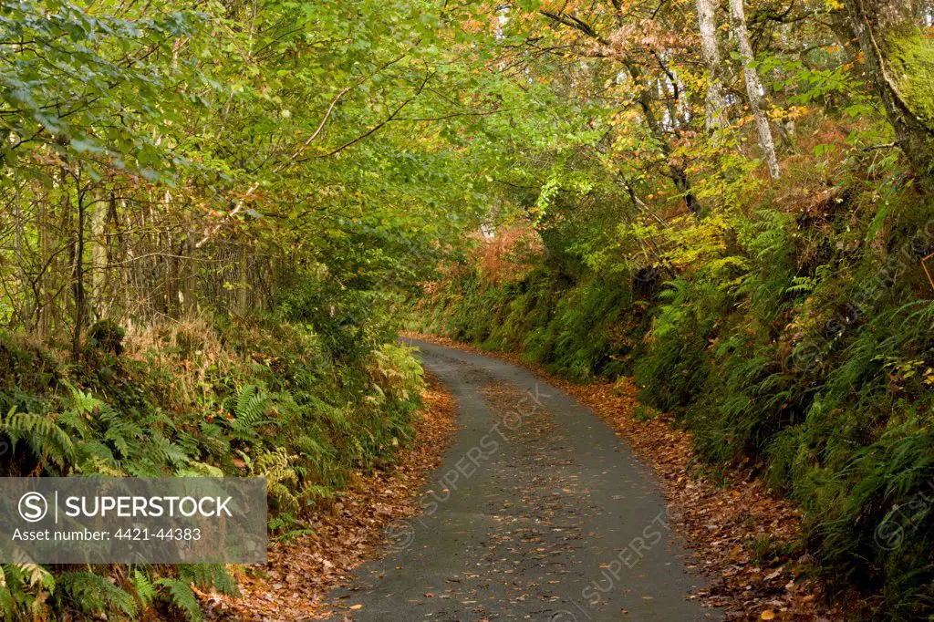 Quiet minor road through mixed woodland, above Lynmouth, Exmoor N.P., Devon, England, November