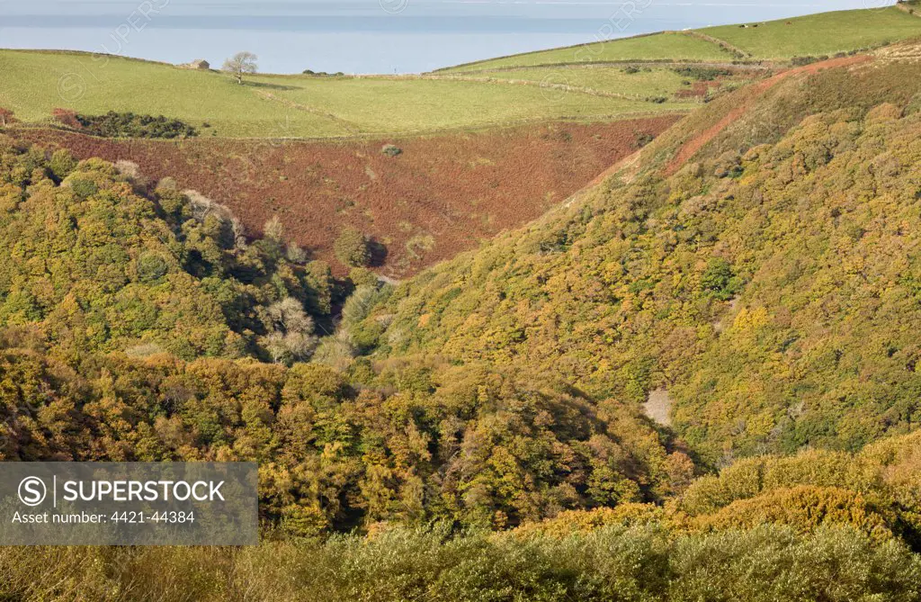 View of oak woodland, moorland and pasture, Lyn Valley, Watersmeet, Exmoor N.P., Devon, England, November