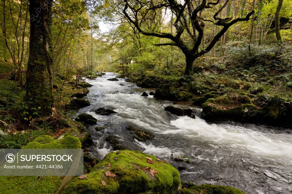 Rapids on river flowing through woodland habitat, River West Lyn, Brendon, Exmoor N.P., Devon, England, November