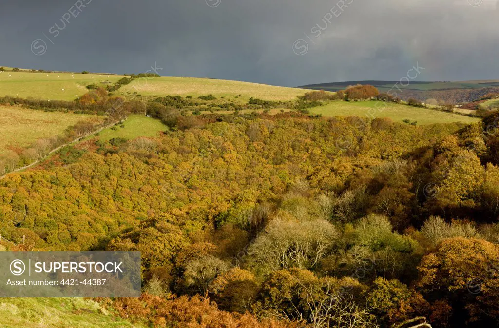 View of oak and beech woodland habitat, East Lyn Valley, Brendon, Exmoor N.P., Devon, England, November