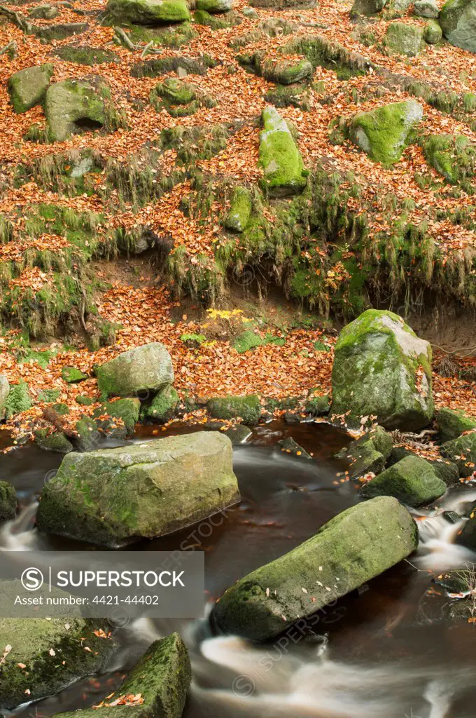 Stream, rocks and fallen leaves in woodland, Padley Gorge, Dark Peak, Peak District N.P., Derbyshire, England, November
