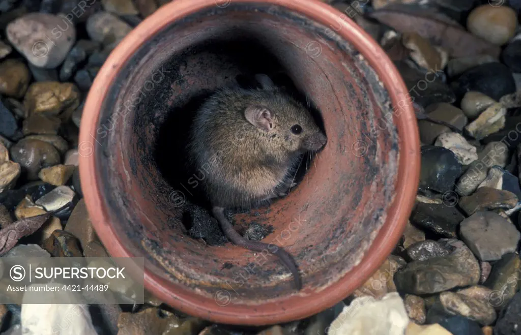 House Mouse in garden pot