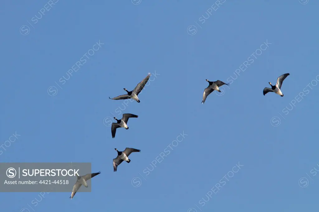 Flying Barnacle Geese on Islay Scotland