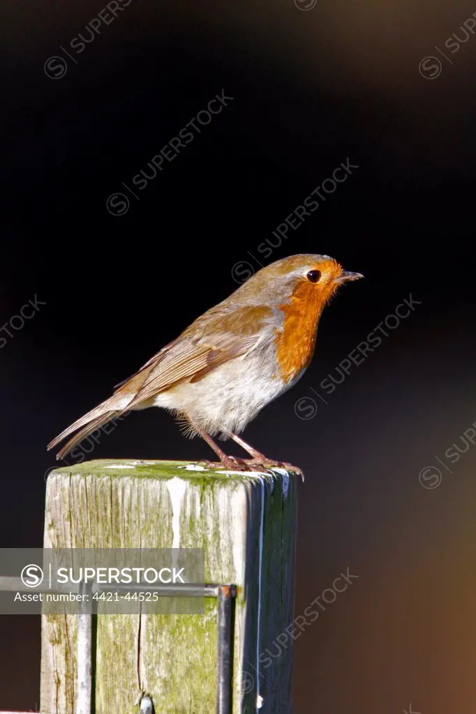 European Robin on fence post.