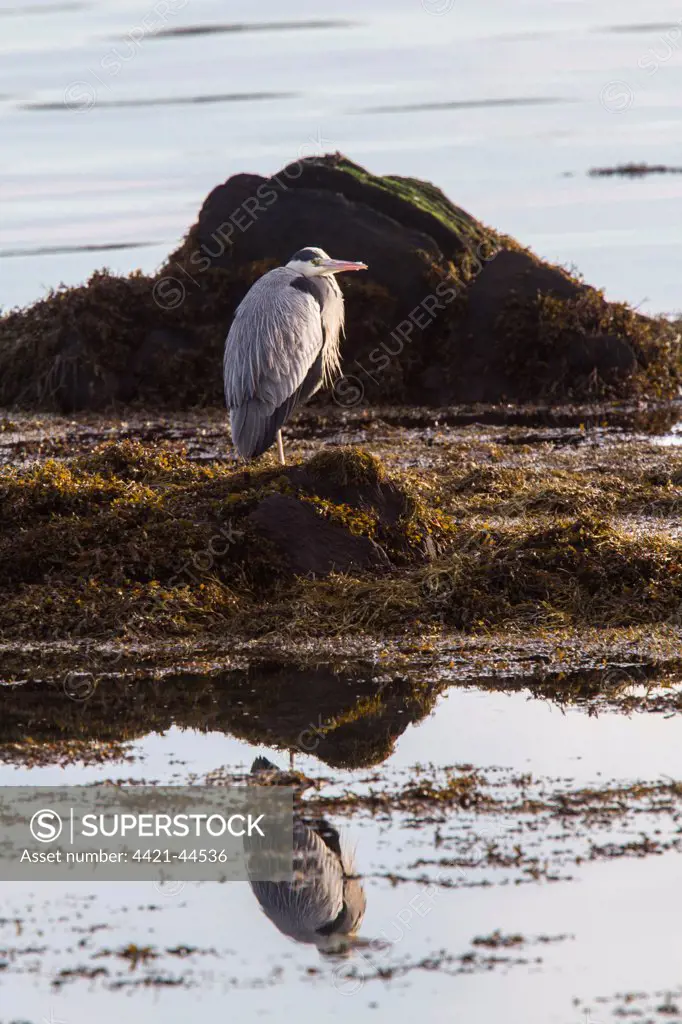 Grey Heron standing on sea weed