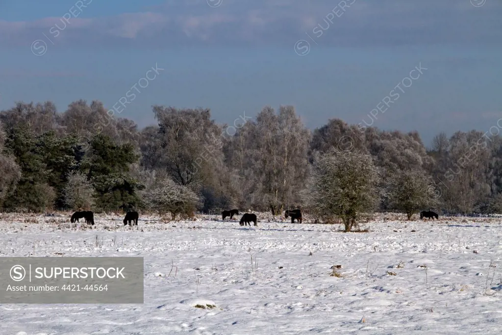 Knettishall Heath is one of Suffolk's largest surviving areas of Breckland heath now managed by the Suffolk Wildlife Trust. Exmoor ponies have been introduced to help maintain the more open Breck Heath landscape by grazing young trees which would otherwise take over.