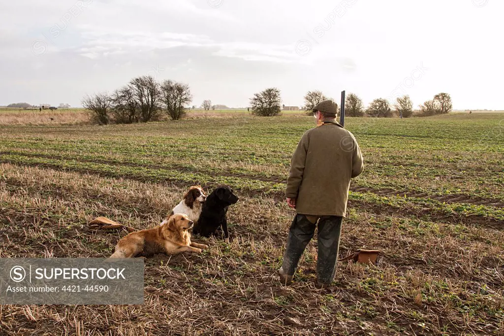 Man with 12 bore shotgun and working gun dogs, at pheasant shoot North Norfolk ,  England, winter