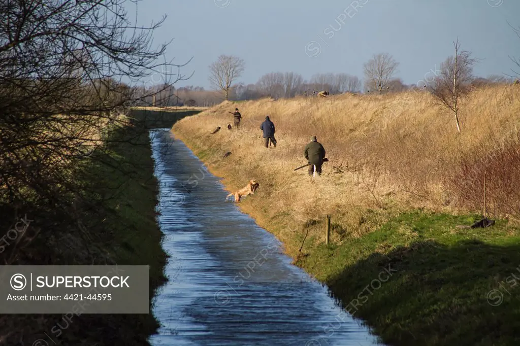 Line of Men with 12 bore shotguns, at pheasant and duck shoot waiting for the beaters to flush the birds out of the game cover and over dyke, North Norfolk ,  England, winter