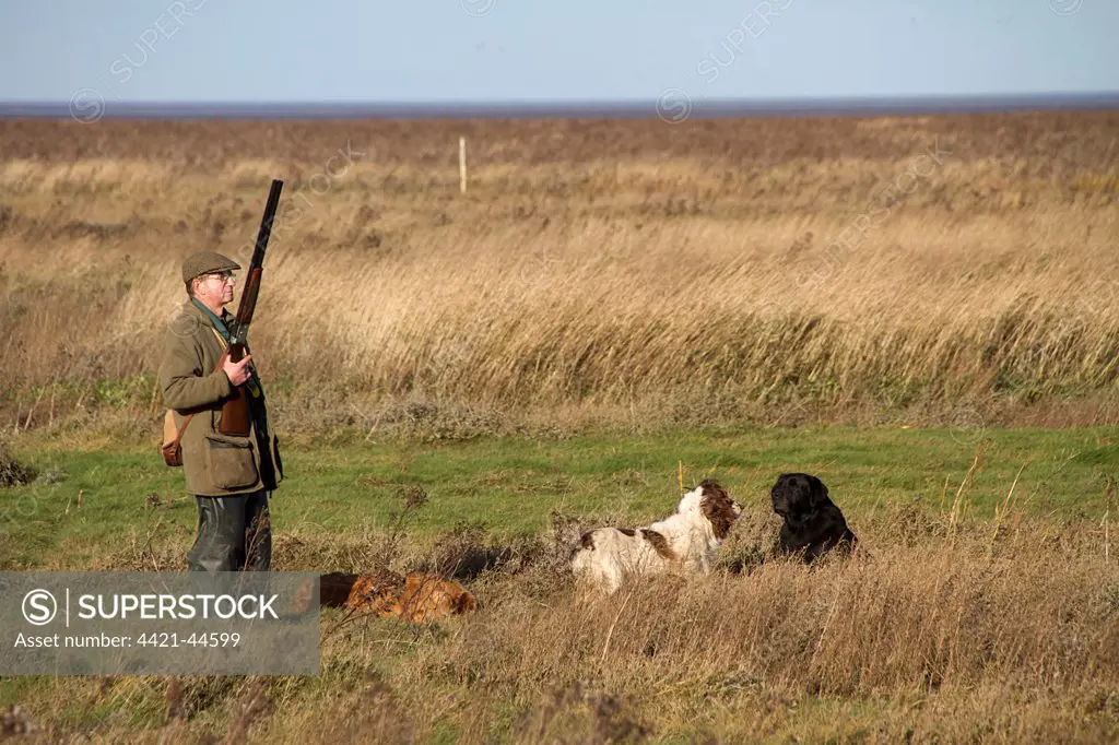 Man with12 bore shotgun and working gun dogs, at pheasant shoot The Wash North Norfolk ,  England, winter