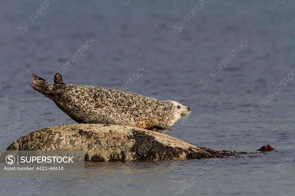 Common Seal resting on rock as the tide goes out - Jura Scotland