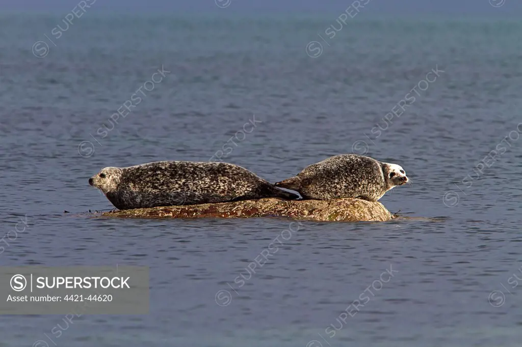 Common Seals resting on rock as the tide goes out - Jura Scotland