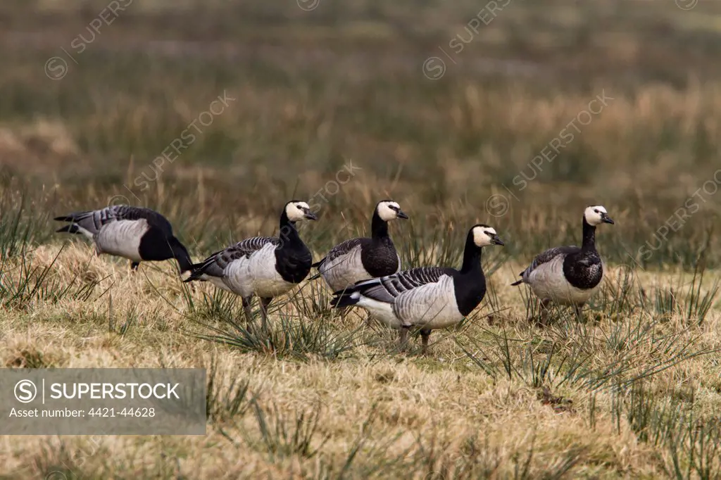 Barnacle geese feeding on moorland grass, Isle  of Islay, Scotland.