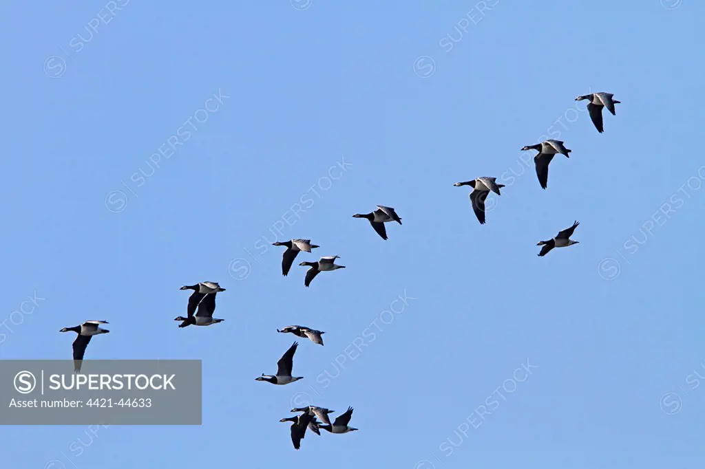 Flock of Barnacle geese flying on Islay