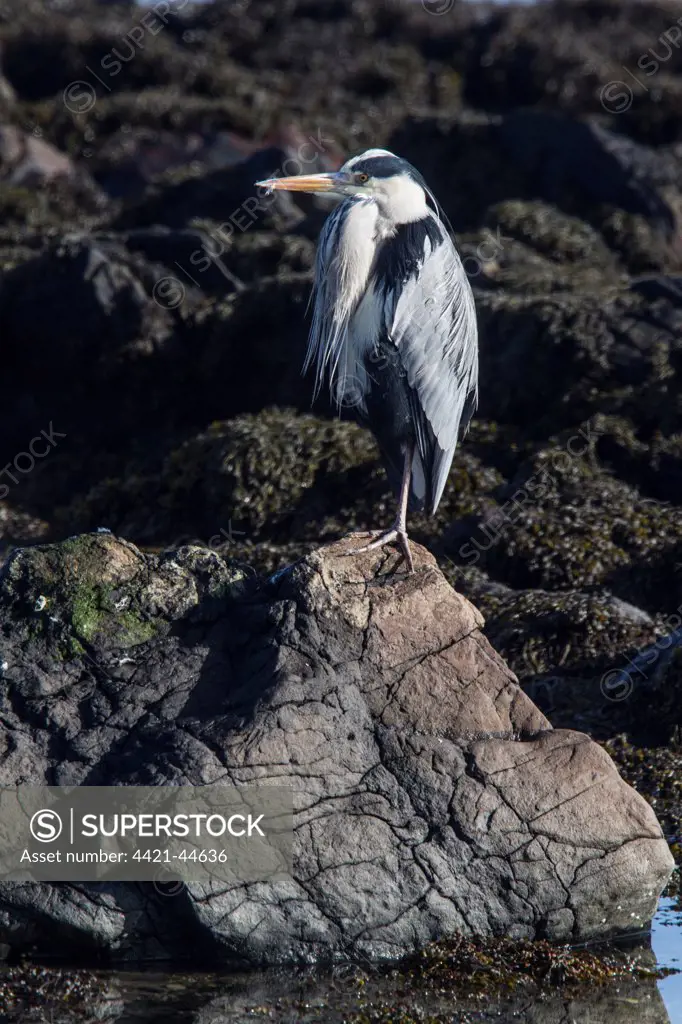 Grey Heron standing on sea shore rocks
