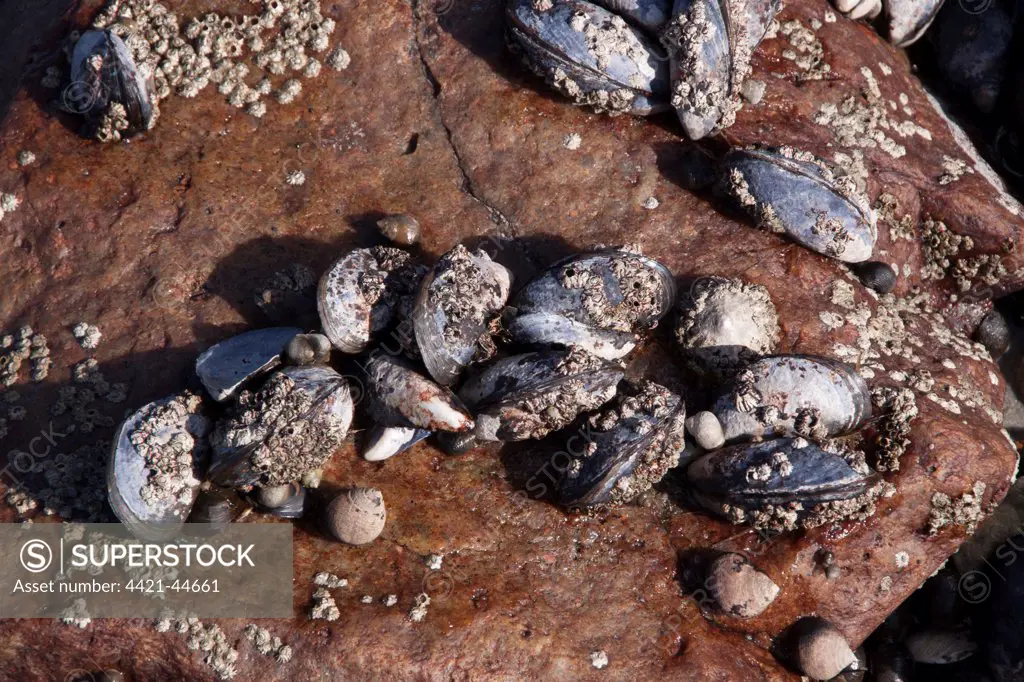 Common Mussels covered with barnacles exposed at low tide.