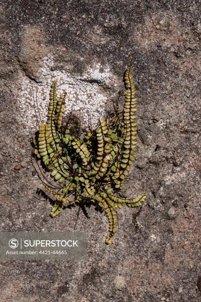 Maidenhair Spleenwort (Asplenium trichomanes) on a rock wall, Isle of Jura, Scotland
