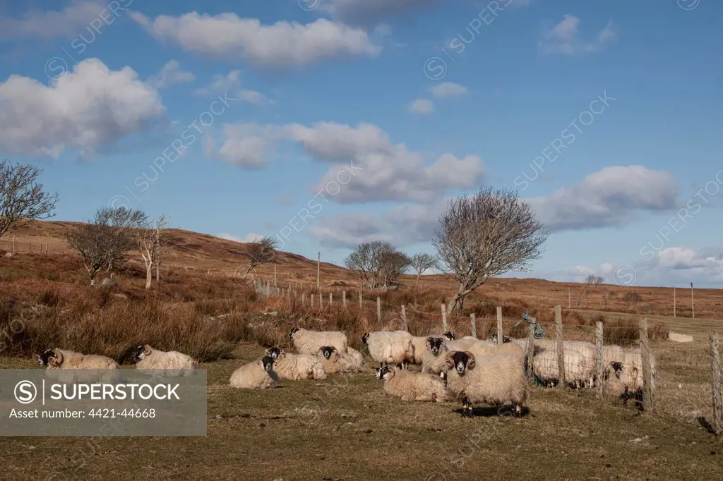 The Scottish Blackface is the most common breed of domestic sheep in the United Kingdom. This tough and adaptable breed is often found in the more exposed locations, such as the Scottish Highlands and in this case on the island of Jura.