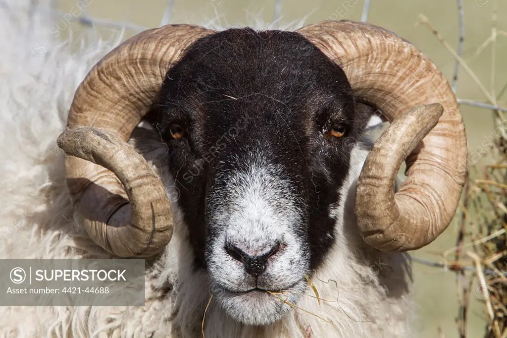 The Scottish Blackface is the most common breed of domestic sheep in the United Kingdom. This tough and adaptable breed is often found in the more exposed locations, such as the Scottish Highlands and in this case on the island of Jura.