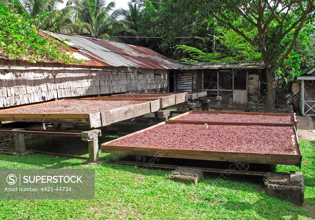 Cocoa (Theobroma cacao) crop, beans in drying trays, Fond Doux Plantation, St. Lucia, Windward Islands, Lesser Antilles, November