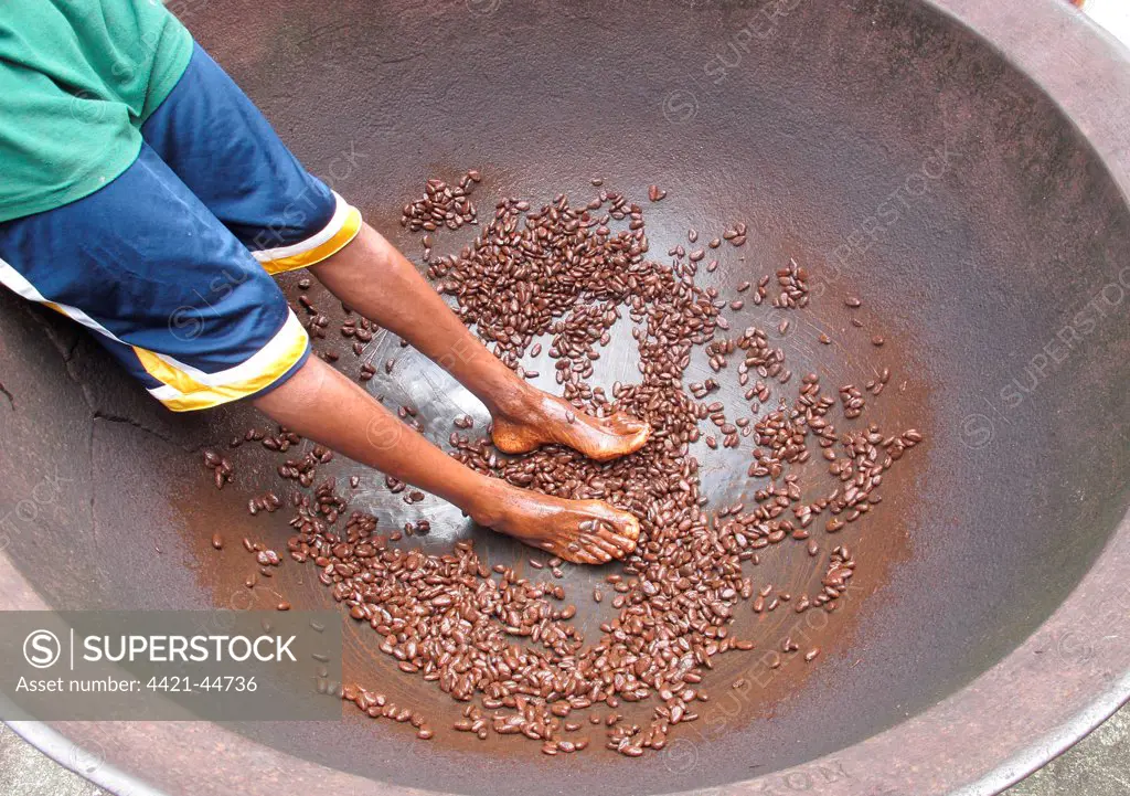 Cocoa (Theobroma cacao) crop, beans in large bowl after coating in 'cocoa dance' by worker, Fond Doux Plantation, St. Lucia, Windward Islands, Lesser Antilles, November