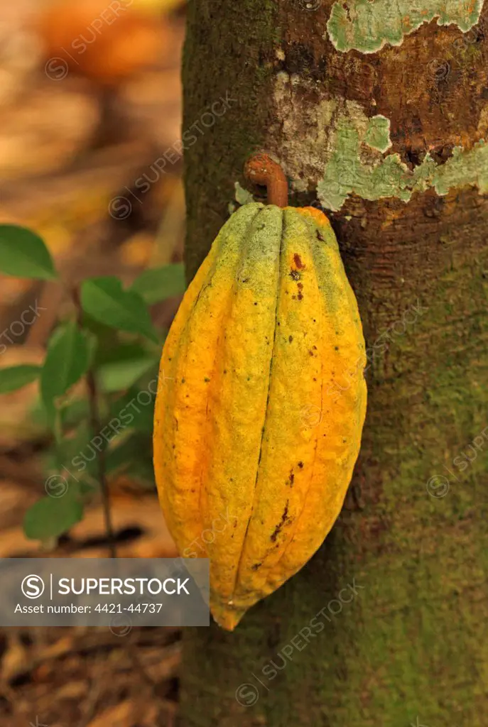 Cocoa (Theobroma cacao) crop, close-up of pod, growing on tree, Fond Doux Plantation, St. Lucia, Windward Islands, Lesser Antilles, November