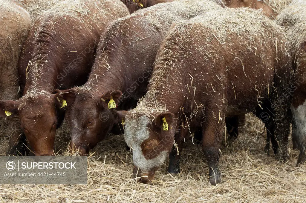 Cattle farming, beef cattle in finishing lot, feeding on chopped straw which has been blown in for bedding, Northumberland, England, May