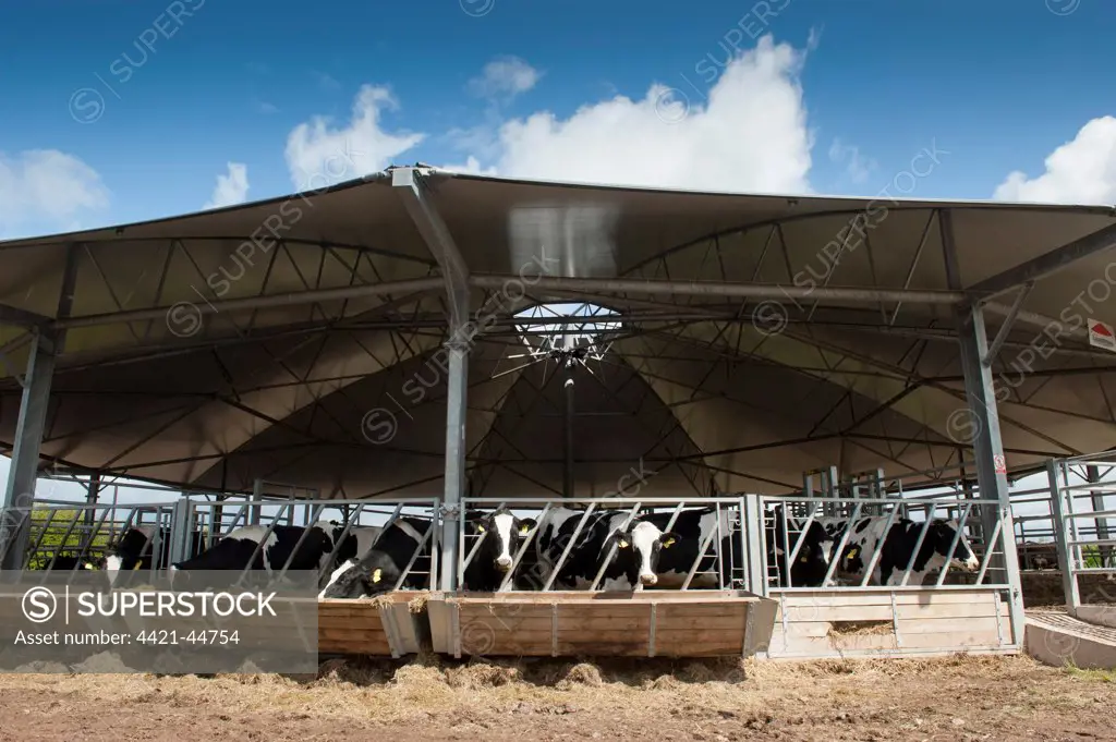 Cattle farming, dairy heifers in roundhouse building, designed for healthy enviroment by improving ventilation, England, May