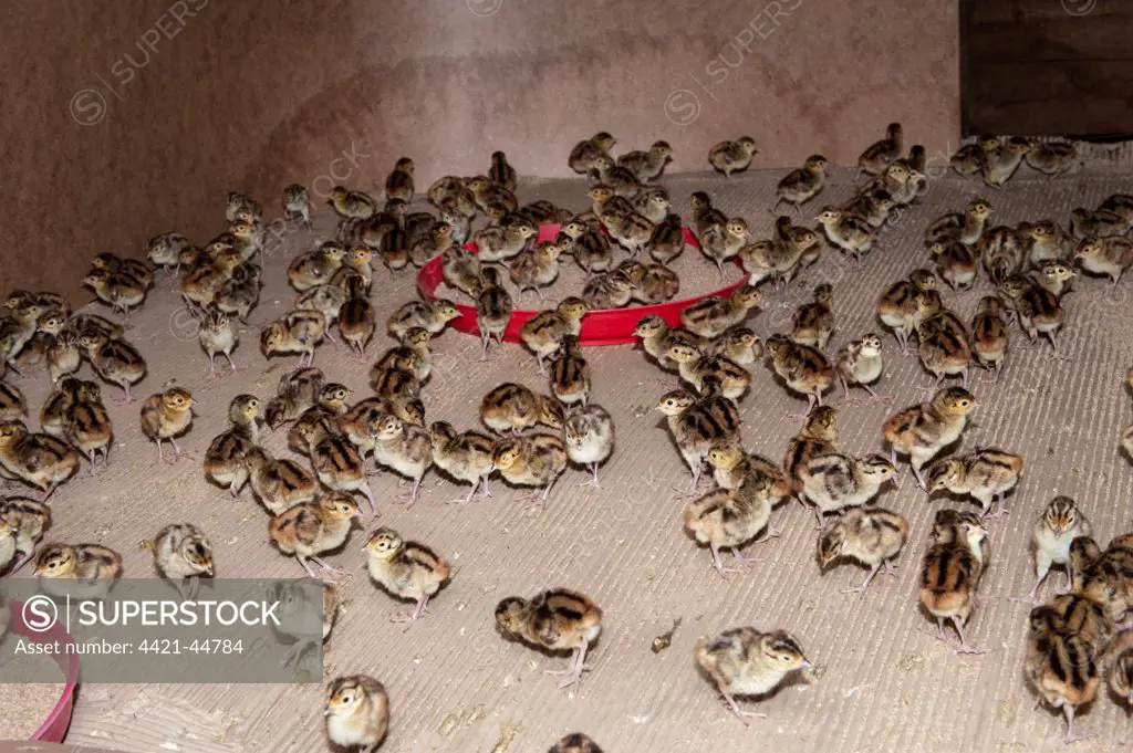 Gamebird farming, Common Pheasant (Phasianus colchicus) day-old chicks in pheasant rearing shed, England, May