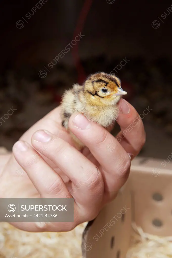 Gamebird farming, gamekeeper releasing Common Pheasant (Phasianus colchicus) day-old chick into pheasant rearing shed, England, May