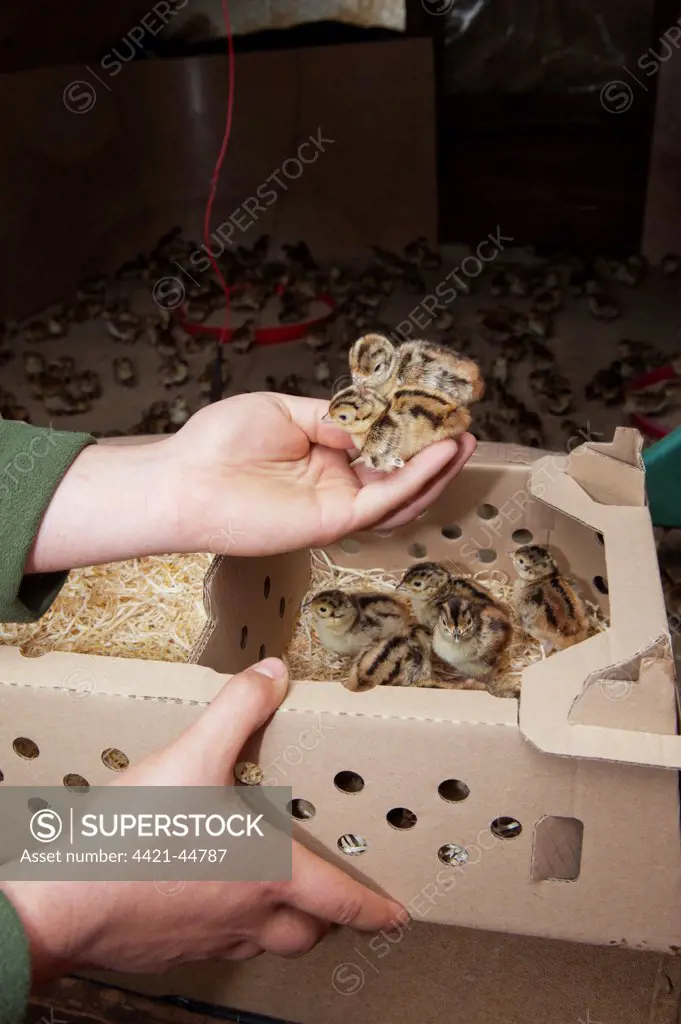 Gamebird farming, gamekeeper releasing Common Pheasant (Phasianus colchicus) day-old chicks into pheasant rearing shed, England, May