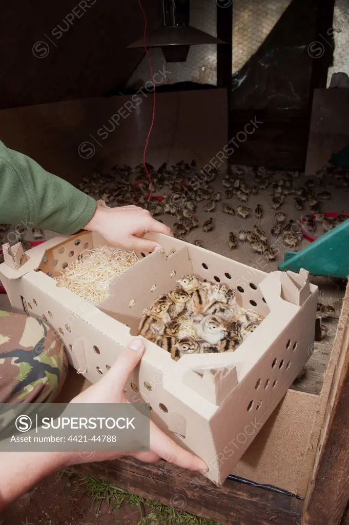 Gamebird farming, gamekeeper releasing Common Pheasant (Phasianus colchicus) day-old chicks into pheasant rearing shed, England, May