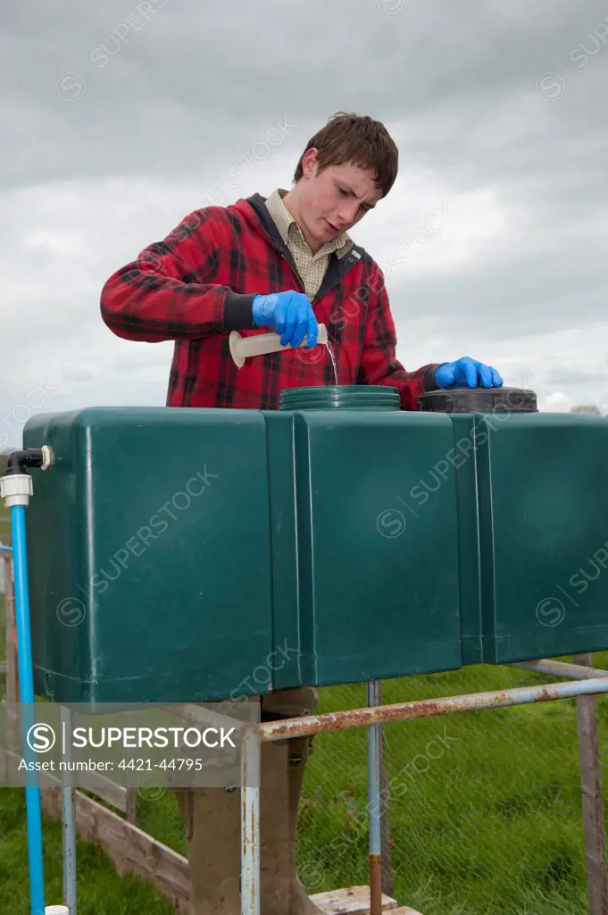 Gamebird farming, trainee gamekeeper adding solulyte to water which helps prevent stress amongst young chicks in pheasant rearing sheds after transportation, England, May