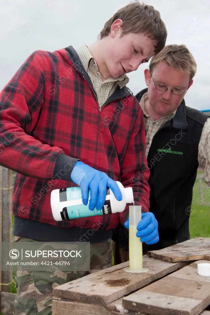Gamebird farming, trainee gamekeeper watched by tutor, adding solulyte to water which helps prevent stress amongst young chicks in pheasant rearing sheds after transportation, England, May
