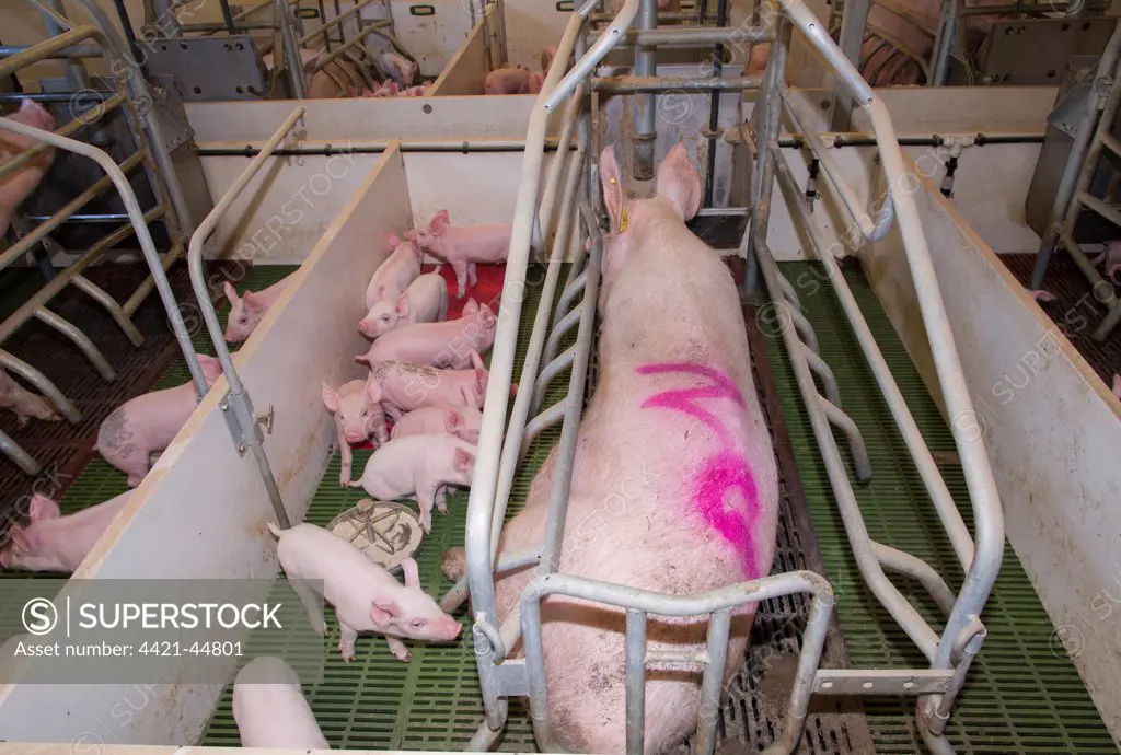 Pig farming, sow with piglets in farrowing crate, in indoor unit, Lancashire, England, November