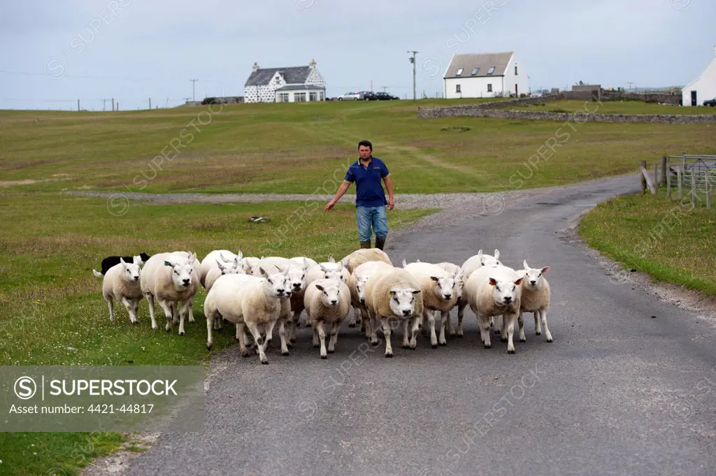 Sheep farming, crofter moving flock along road, Isle of Tiree, Inner Hebrides, Scotland, August