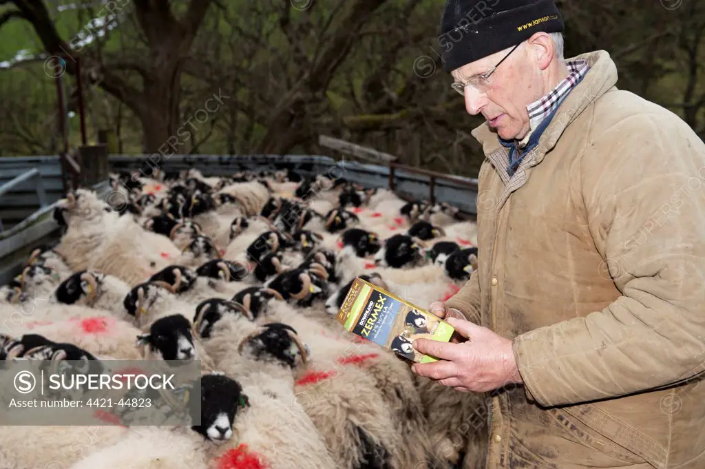 Sheep farming, farmer reading instructions on Zermex medicine packet to treat parasites, with Swaledale sheep, Cumbria, England, April
