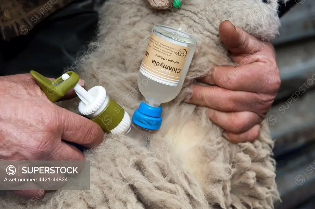 Sheep farming, close-up of farmer injecting Swaledale sheep with Enzootic Abortion vaccine using automatic syringe, Cumbria, England, April